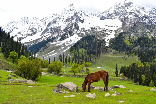 Manali Sanctuary